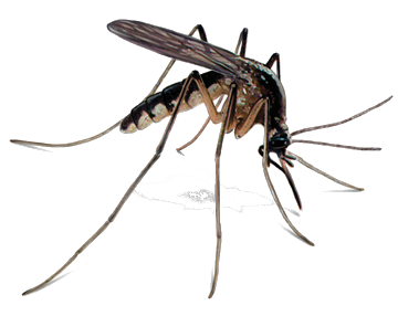 A Mosquito